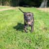 Paty, une Gwada en Normandie