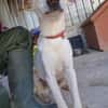 XENA cucciola amorevole