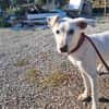 XENA cucciola amorevole