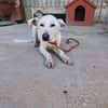 XENA cucciola amorevole