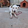 XENA cucciola amorevole