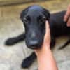 Dusty, mâle croisé berger, né le 15/06/2025 🐶