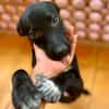 Dobbie, femelle berger, née le 21/06/2025 🐶