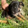 Azia, femelle croisée berger, née le 01/08/2025 🐶