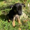 Azia, femelle croisée berger, née le 01/08/2025 🐶