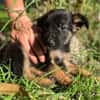Azia, femelle croisée berger, née le 01/08/2025 🐶