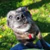 MOKKA (ca.6 J.) ist Liebe pur auf 4 Pfot
