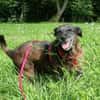 MOKKA (ca.6 J.) ist Liebe pur auf 4 Pfot