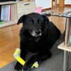 Chico - sucht DRIGEND ein neues Zuhause