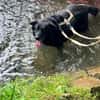 Chico - sucht DRIGEND ein neues Zuhause
