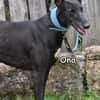 ONA
