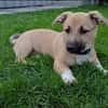 Hundekind sucht Bestplatz