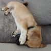 Hundekind sucht Bestplatz
