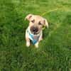 Hundekind sucht Bestplatz