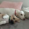 Hundekind sucht Bestplatz