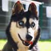 BALTO
