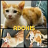 ADONIS