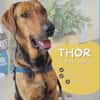 THOR