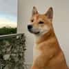 SHIRO