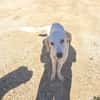 YUMA una dolcissima pelosetta in cerca di amore