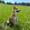 Cassie, stubenreine Hündin ca. 7 Monate,