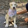 Sensibles soziales Hundekind SADY ♥