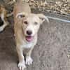 Sensibles soziales Hundekind SADY ♥