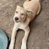 Sensibles soziales Hundekind SADY ♥