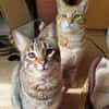 Foxy & Monty FIV+ Wohnungshaltung