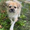 Mushu, geb. ca. 09/2024, 47574 Goch