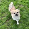 Mushu, geb. ca. 09/2024, 47574 Goch