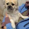 Mushu, geb. ca. 09/2024, 47574 Goch