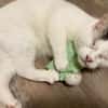 Kater Amiro liebt seine Menschen sehr