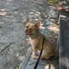 Happy  Besonderer Charakterhund