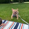 Happy  Besonderer Charakterhund