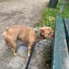 Happy  Besonderer Charakterhund