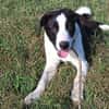 Zoe ist ein absoluter Herzhund