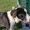 Zoe ist ein absoluter Herzhund