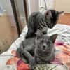 Belle sucht liebevolles Zuhause