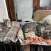 Belle sucht liebevolles Zuhause