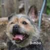 BIMBO