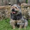 BIMBO