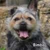 BIMBO