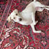 Anton sucht dringend ein neues Zuhause
