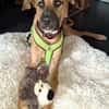 PEPA - Rohdiamant sucht Hundekenner 💎