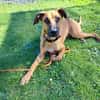 PEPA - Rohdiamant sucht Hundekenner 💎