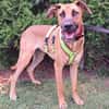 PEPA - Rohdiamant sucht Hundekenner 💎