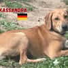 Kassandra - freundlich und sportlich