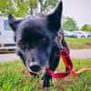 Lucek