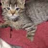 Ocelot